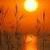 TermoPlenka